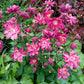 50 Clementine RED DOUBLE COLUMBINE Aquilegia Vulgaris Flower Seeds