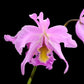 Laeliocattleya Denisii