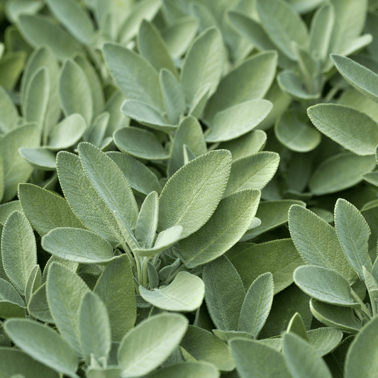 Sage Seeds
