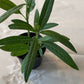 Milkweed Starter Plant in a 4 inch pot from our Butterfly Garden! The bees love them too! It's a perennial and will come back each year!
