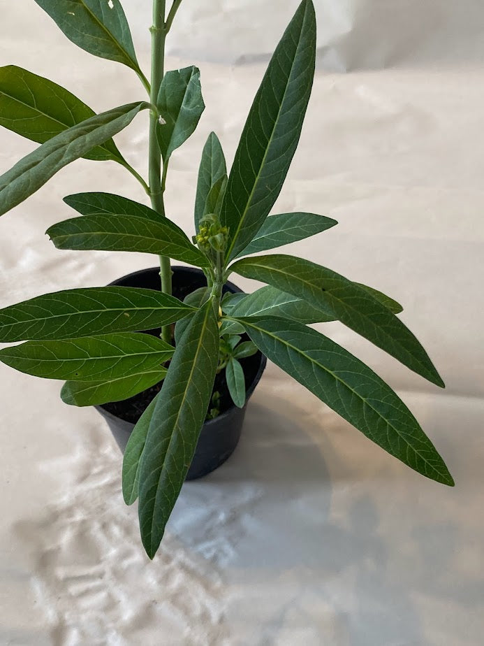 Milkweed Starter Plant in a 4 inch pot from our Butterfly Garden! The bees love them too! It's a perennial and will come back each year!