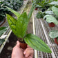 Monstera 'Peru'