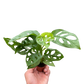 Monstera Adansonii Swiss Cheese | Easy Care Vining Plant | House Plant Shop