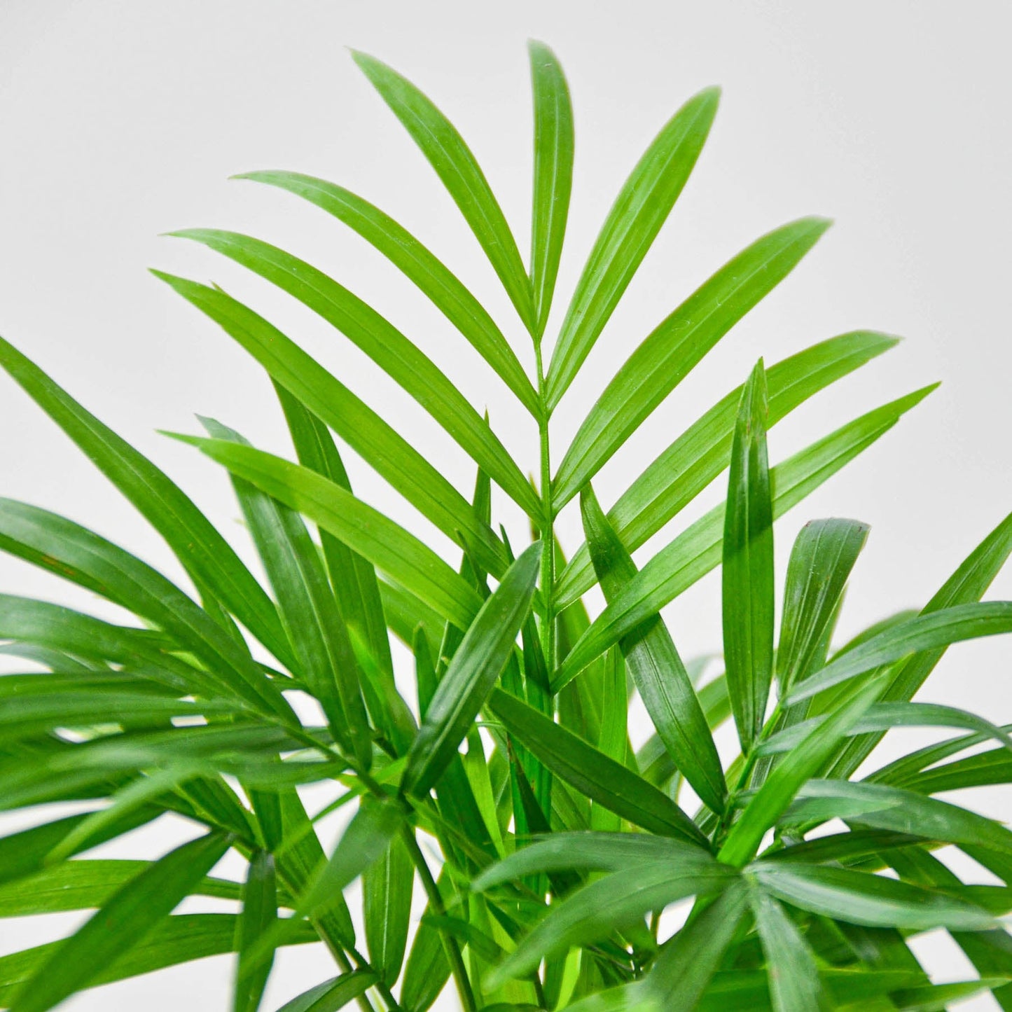 Parlor Palm I Thrives in low light conditions and is also an excellent air purifier.