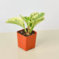 FREE SHIPPING Peperomia 'Marble' - a perennial epiphyte native to the tropical regions of Central and South America.