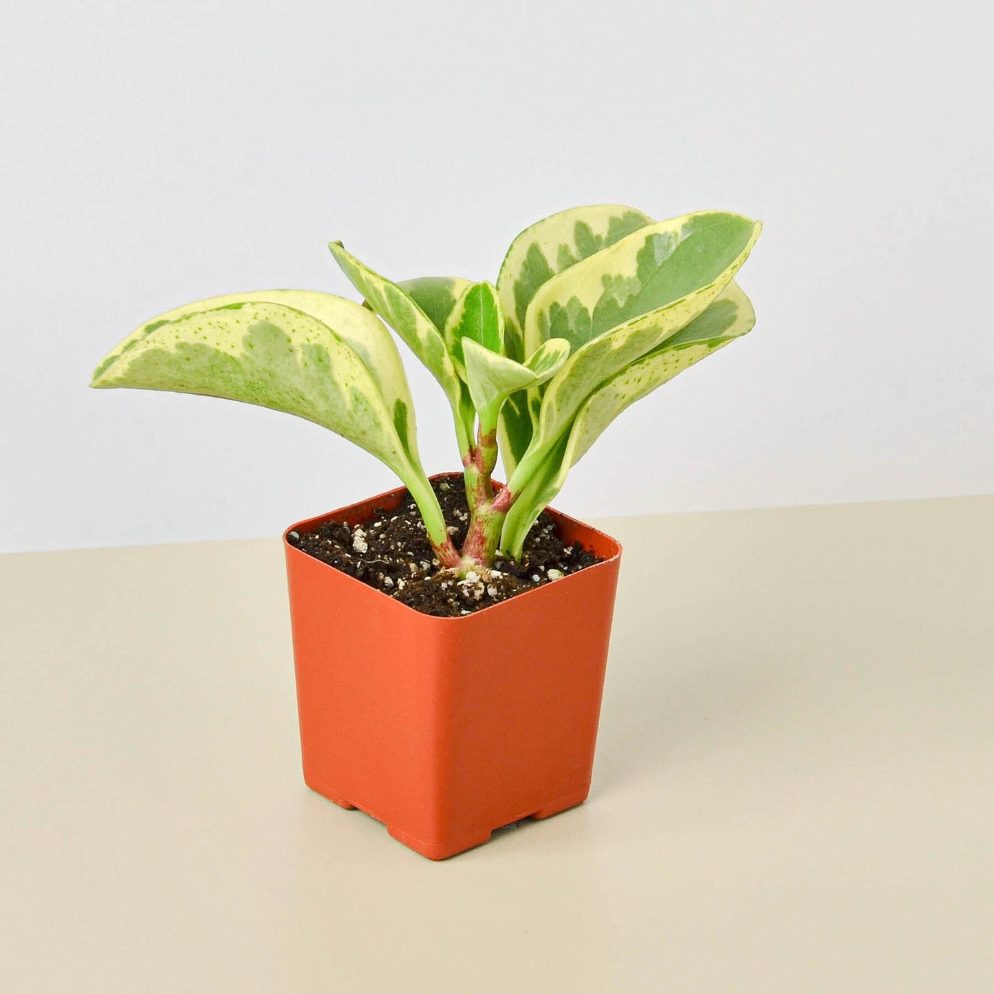 FREE SHIPPING Peperomia 'Marble' - a perennial epiphyte native to the tropical regions of Central and South America.