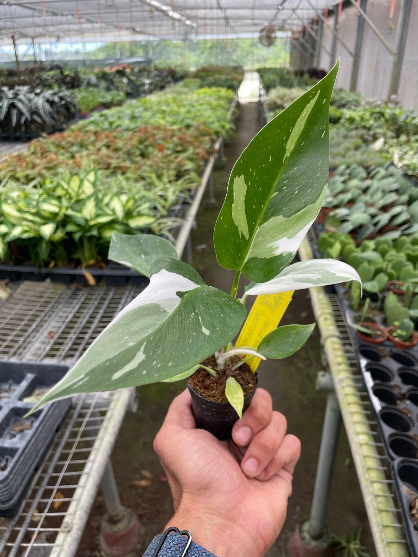 FREE SHIPPING Philodendron 'White Princess' - gorgeous green leaves are generously splashed with white