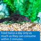 ALGAE EATER WAFERS Algae Wafer Fish Food