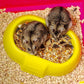 Laura Small Hamster Cage | Fun & Interactive Cage Measures 18.11L X 11.61W X 14.8H & Includes All Accessories