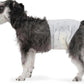 Male Dog Wraps, Disposable - Small Pack of 30 count