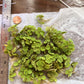 Water Spangles/Salvinia Minima
