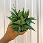 4" Hoya 'Parviflora Splash'