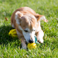 Pelotas chirriantes interactivas de 2.5” para cachorros, juguetes para la dentición, masticables para perros pequeños, limpieza dental y adiestramiento