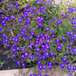 200 Lavender & White MRS CLIBRAN LOBELIA Erinus Flower Seeds