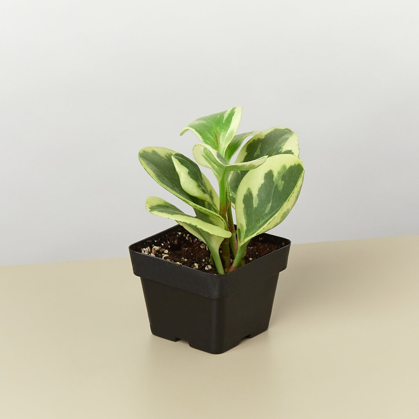 FREE SHIPPING Peperomia 'Marble' - a perennial epiphyte native to the tropical regions of Central and South America.