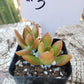 #3 Sedum Coppertone