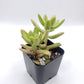 #3 Sedum Coppertone