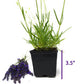 Premium French Provence Lavender Plant Fresh Dried Flowers Bundle