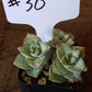 #30 Crassula Perforata String of Buttons
