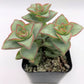#30 Crassula Perforata String of Buttons