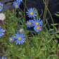 200+ Blue Marguerite Daisy Seeds – Elegant Garden Blooms – USA Grown –