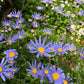 200+ Blue Marguerite Daisy Seeds – Elegant Garden Blooms – USA Grown –