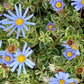 200+ Blue Marguerite Daisy Seeds – Elegant Garden Blooms – USA Grown –