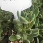 #31 Crassula Congesta