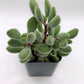 #31 Crassula Congesta
