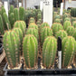 #EC225 Variety of Trichocereus Hybrid Cactus Bargain Potted Seedlings For Sale