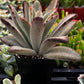 Chocolate Soldier Kalanchoe Tomentosa