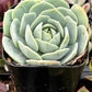 Echeveria Abalone