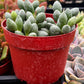 Adromischus Oviforme