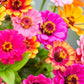 Carrousel Mixed Zinnia Seeds – 100+ Heirloom Flower Seeds, , Double Blooms, Pollinator & Cut Flower Garden, USA Grown