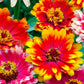 Carrousel Mixed Zinnia Seeds – 100+ Heirloom Flower Seeds, , Double Blooms, Pollinator & Cut Flower Garden, USA Grown