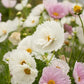 Cupcake Blush Cosmos Seeds - 200+ Dreamy Pink Blooms - USA Grown -  - Butterfly Garden - Cut Flowers - Easy to Grow