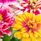 Carrousel Mixed Zinnia Seeds – 100+ Heirloom Flower Seeds, , Double Blooms, Pollinator & Cut Flower Garden, USA Grown