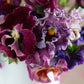 Moulin Rouge Mix Pansy Seeds – 200+ Heirloom Viola Seeds, , Dramatic Colors, Cool Weather Blooms, Container & Garden