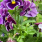 Moulin Rouge Mix Pansy Seeds – 200+ Heirloom Viola Seeds, , Dramatic Colors, Cool Weather Blooms, Container & Garden