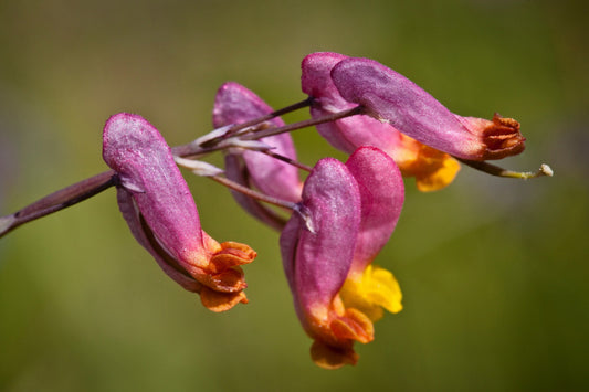 50 ROCK HARLEQUIN Pink & Yellow Corydalis Sempervirens Flower Seeds