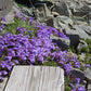 50 ALPINE PENSTEMON Davidsonii Davidson's Beardtongue Purple Flower Seeds