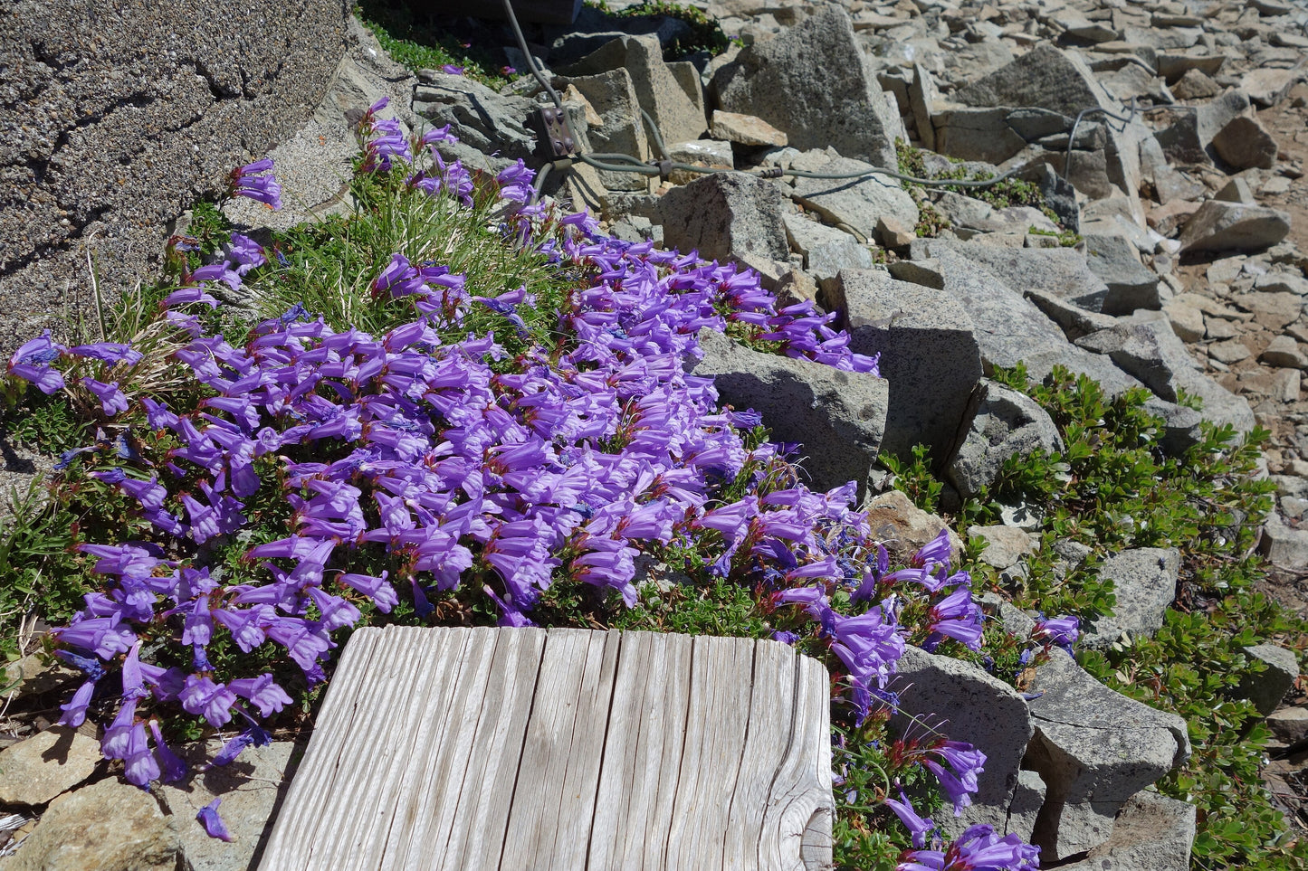 50 ALPINE PENSTEMON Davidsonii Davidson's Beardtongue Purple Flower Seeds