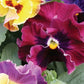 Moulin Rouge Mix Pansy Seeds – 200+ Heirloom Viola Seeds, , Dramatic Colors, Cool Weather Blooms, Container & Garden