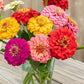 Oklahoma Mix Zinnia Seeds – 100+ Heirloom Flower Seeds, , Double Blooms, Cut Flower & Pollinator Garden, USA Grown