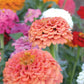 Oklahoma Mix Zinnia Seeds – 100+ Heirloom Flower Seeds, , Double Blooms, Cut Flower & Pollinator Garden, USA Grown
