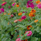 Oklahoma Mix Zinnia Seeds – 100+ Heirloom Flower Seeds, , Double Blooms, Cut Flower & Pollinator Garden, USA Grown