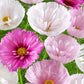 Cupcake Blush Cosmos Seeds - 200+ Dreamy Pink Blooms - USA Grown -  - Butterfly Garden - Cut Flowers - Easy to Grow