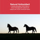 AniMed Pure MSM Horse Joint Supplement Horse Care Support USA Made 5lb.
