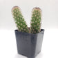 #32c Mammilaria