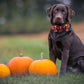 Adjustable Collars for Small Medium Large Dogs and Cats